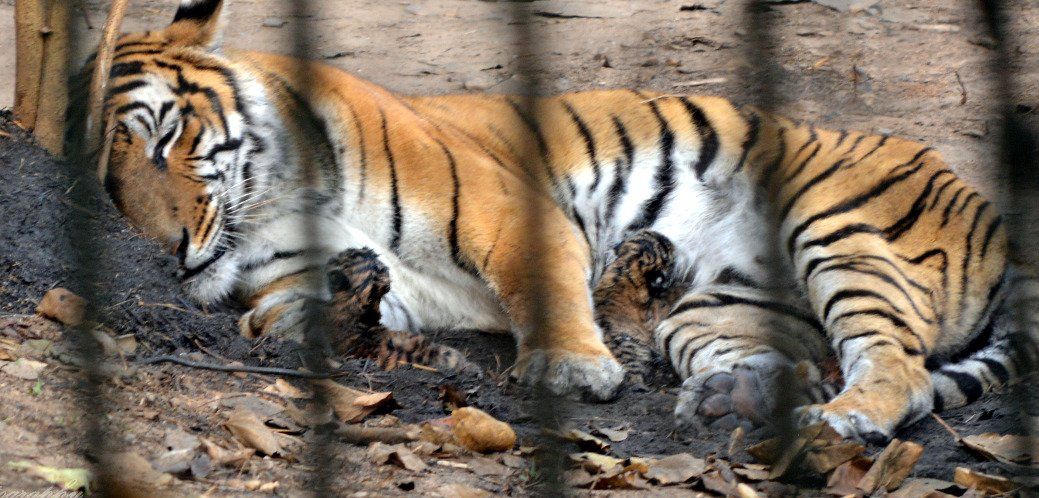 himantabiswa's tweet photo. Proud moment for us as tigress Kazi has been blessed with 2 Royal Bengal cubs at Assam State Zoo, Guwahati on Feb 3, 2:30 pm, taking the number of tigers here to 9.

We’re committed to the vision of Hon PM Sri @narendramodi of nurturing tiger-friendly ecosystem. 

#SaveTiger https://t.co/5po5ueUJRD