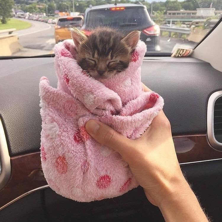 tiarakyaa's tweet photo. burrito cat wishes you a nice day 💗 https://t.co/fhmBBYMREp