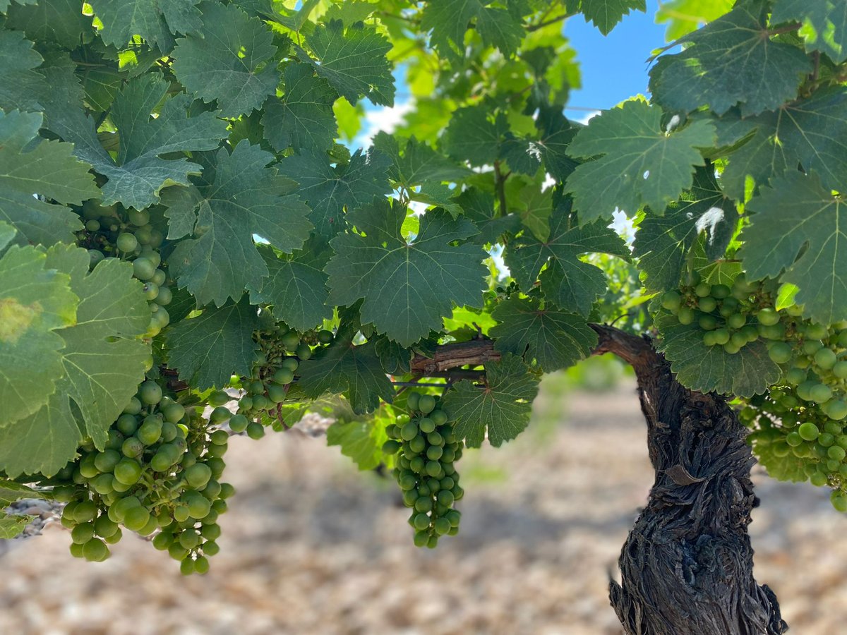 js_viticultor's tweet photo. ¿Sabías que Javier Sanz Viticultor es una bodega pionera en la investigación y recuperación de variedades ancestrales en la @DORueda ? Como la uva #malcorta, clon de la #verdejo con la que elaboramos nuestro V Malcorta, actualmente agotado
#JavierSanz
https://t.co/SaPw89HhCj https://t.co/Pt3r1FZAJ1