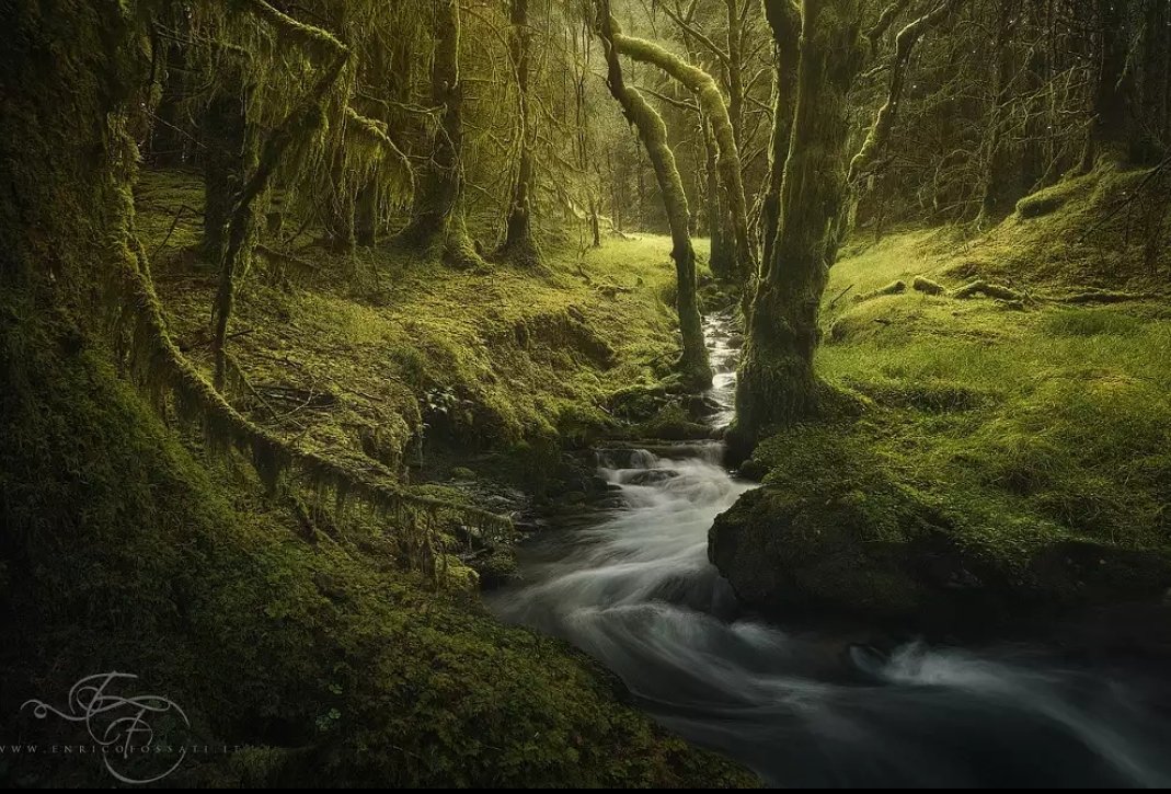 efossati79's tweet photo. GM my dear friends! Do you know I love moss? 💚
Show me your moss! 👇RT Some
#NFTCommmunity #nftphotography https://t.co/6CJ3XKhsAh