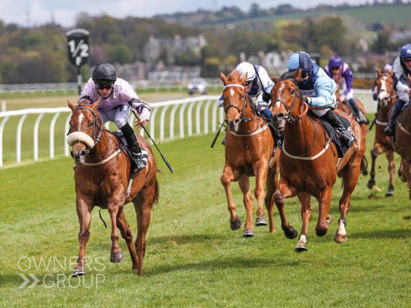 ownersgroupuk's tweet photo. Maple Jack is back today, running in the 5:00 at Southwell for his owners, trainer @JCamachoRacing and jockey Graham Lee. #MapleJack #OwnersGroup https://t.co/udnmYeJQhU