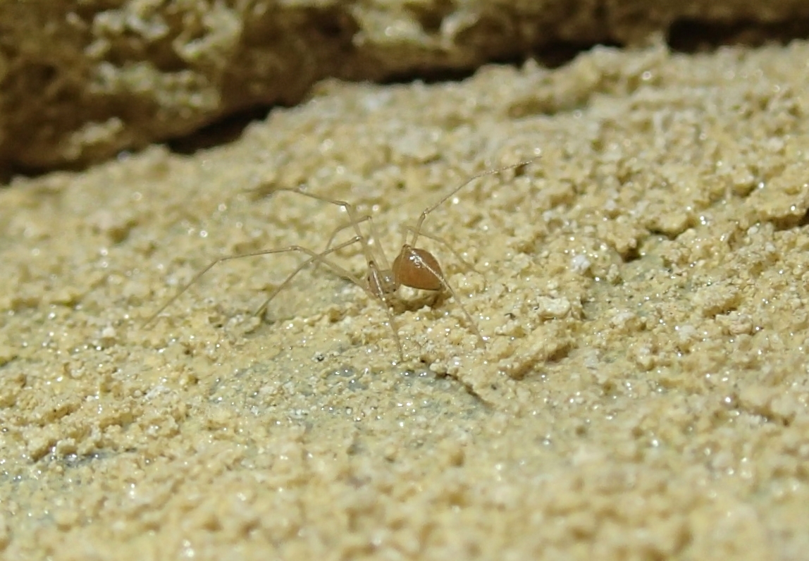 A cool new (undescribed) species of cave spider from a south island alpine cave. 
He came out when I was eating my marmite sandwich - so they have good taste 😄🥪😄 #spiders #cavebiology