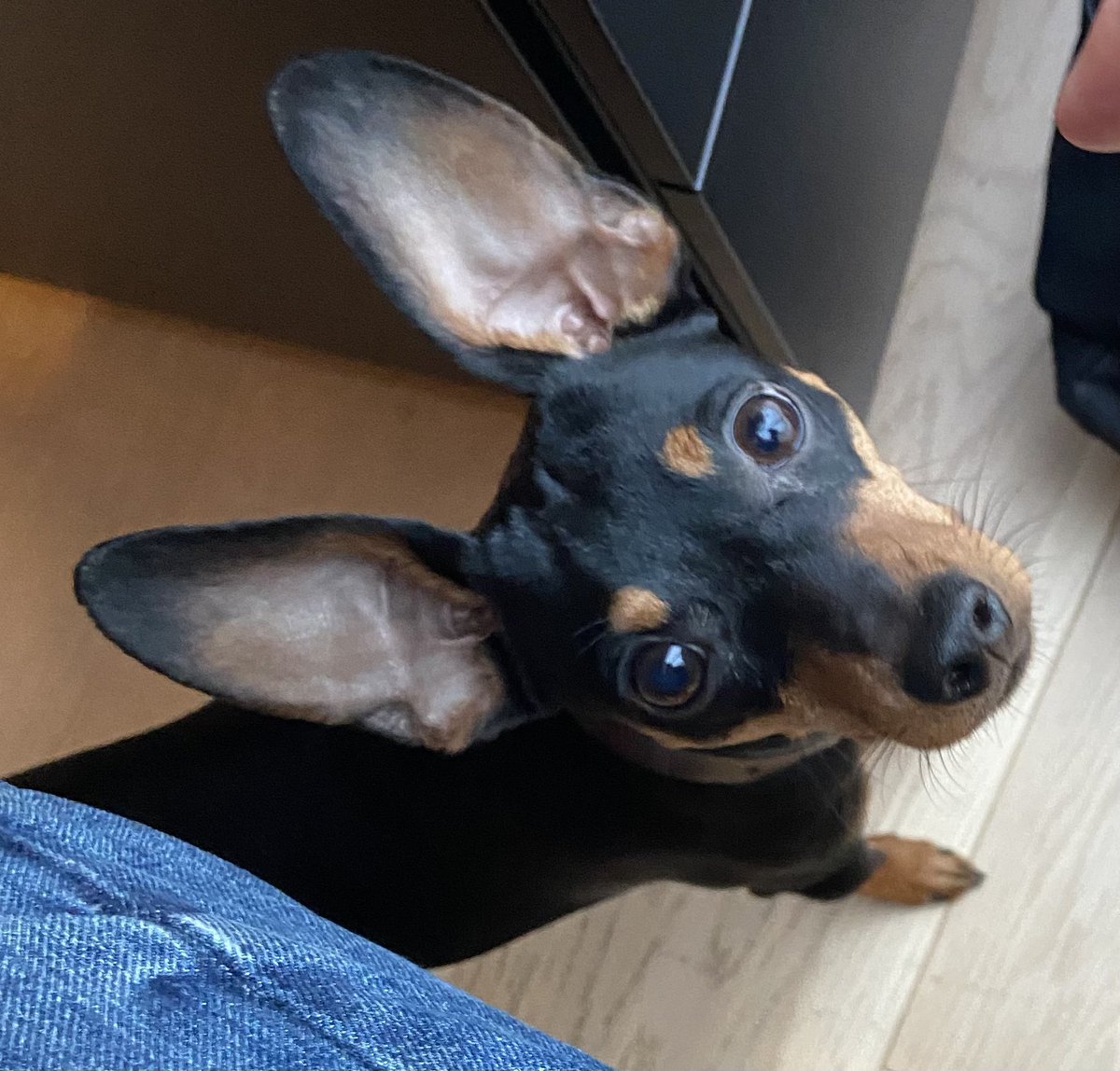 MikeeDiablo's tweet image. Why, Good Morning Sir. I see you have bacon? I too am fond of bacon. #officedog #groaker