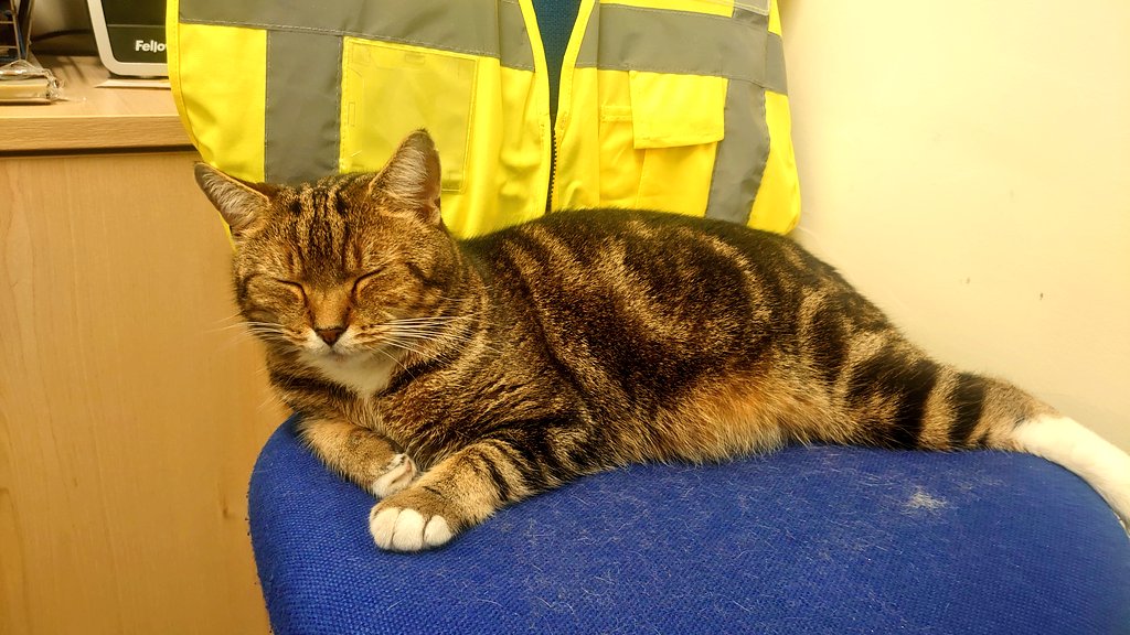 Longarmofthepaw's tweet photo. Good morning lovelys 😸 As you can see I'm still to tired toe en open my eyes 👀 More sleep is required 💤😺
Hope you all have a great day 😽 #CatsOfTwitter #CatsOnTwitter #CatsNearTwitter #CatsWatching #OtherCats #UsingTwitter 😹 https://t.co/qFJJbMT7YT