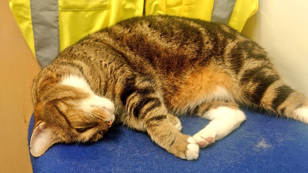 Longarmofthepaw's tweet photo. Good morning lovelys 😸 As you can see I'm still to tired toe en open my eyes 👀 More sleep is required 💤😺
Hope you all have a great day 😽 #CatsOfTwitter #CatsOnTwitter #CatsNearTwitter #CatsWatching #OtherCats #UsingTwitter 😹 https://t.co/qFJJbMT7YT