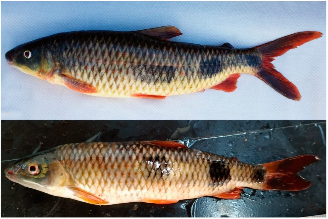 DiversityMDPI's tweet photo. #DiversityMDPI, New publication"#Phylogeography of #Hypomasticus copelandii (Teleostei, Anostomidae) Reveals Distinct #Genetic Lineages along Atlantic Coastal Drainages of Eastern Brazil " at the link: https://t.co/b8o6rh3Vxe https://t.co/4gQUEYXQEh