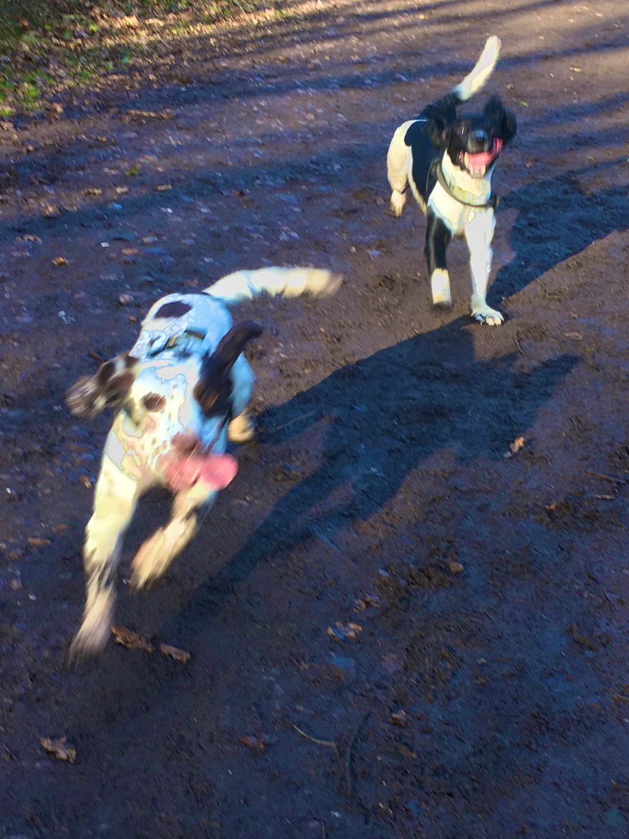Can’t believe that this is on my doorstep and yet we hardly visit. A lovely mornings walk with my husband and dogs #kinver #walking #springerspaniels #dogsoftwitter #dogs
