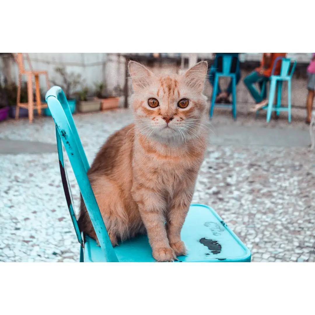 StrollingIndia1's tweet photo. Cat's https://t.co/O2v00Im4gs