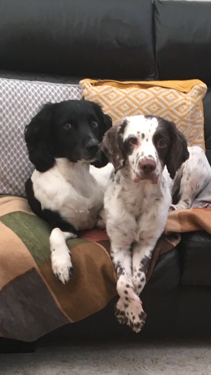 The boys 💙 Totally different in personality (thank goodness). #springerspaniel #springers #dogsoftwitter #dogs