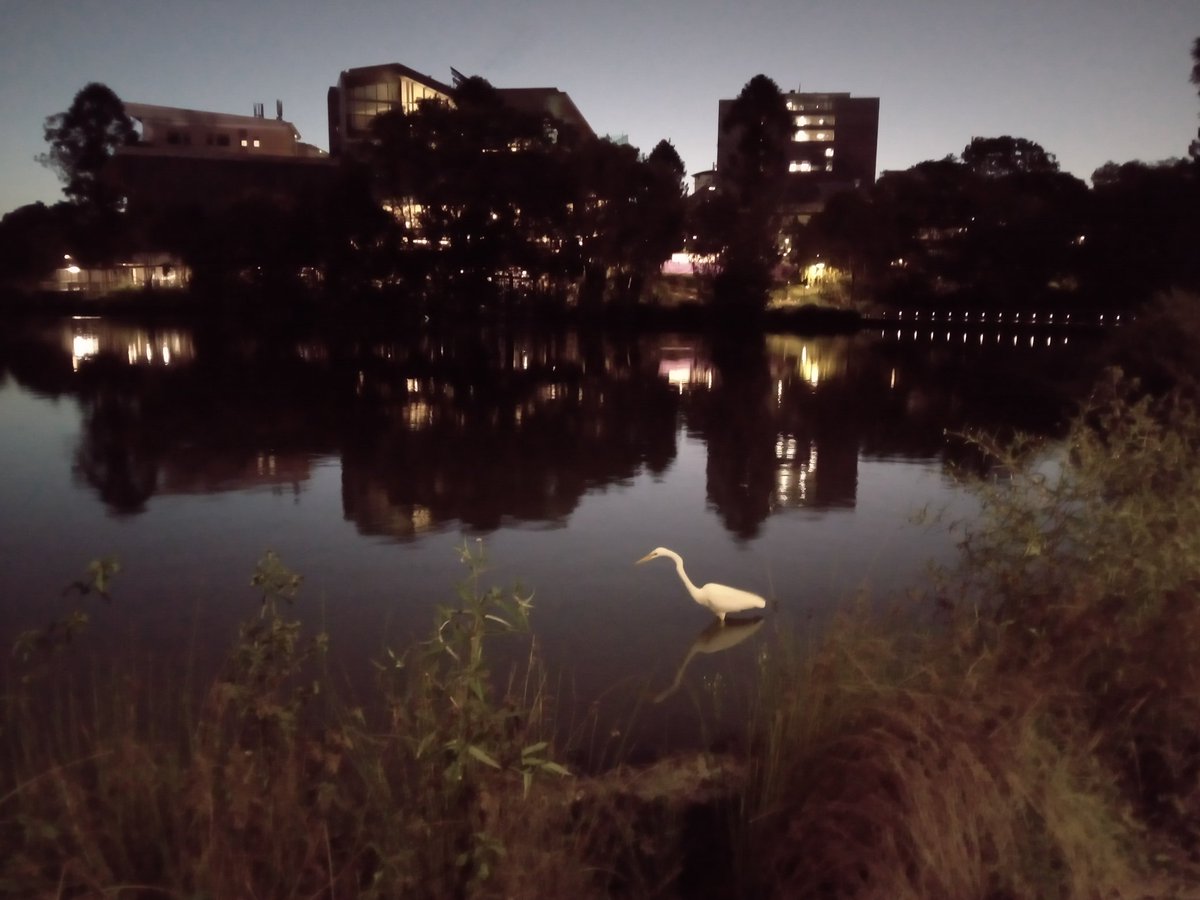 DeplazesEvelyne's tweet photo. #UQlakes is particularly pretty at dusk.
#brisbane https://t.co/PpZLV6jgJ7