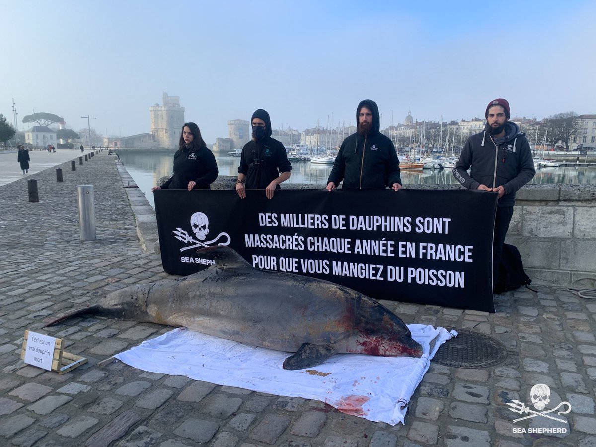SeaShepherdFran's tweet photo. Faire le lien entre la surconsommation de poissons et l'hécatombe de dauphins est primordial. Parmi les passants, certains ignorent encore qu'il y a des dauphins en France. #ReveillonsNous @AnnickGirardin @barbarapompili https://t.co/a8LS915CHo