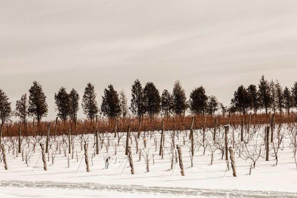 TourRailwayCity's tweet photo. A #TravelTuesday to nearby @quaiduvin estate winery! A winter road trip to the winery can be simply stunning, and a great excuse to pick up some wine. 🍇❄️🍷⁠
.⁠
Recently, their tasting line up has started up again and features a wine for everyone's ta… https://t.co/vsFDy2rRdr https://t.co/rNvobCceGN