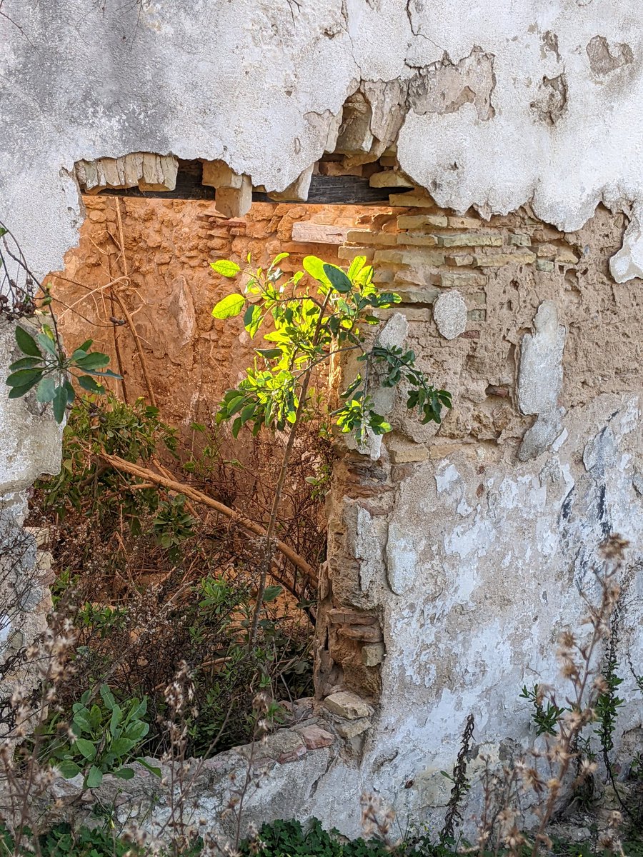 ManuelaRuiz's tweet photo. Luz suave del atardecer, capaz de inspirar una mirada en ruinas.#aycom
Que tengáis una jornada constructiva e inspiradora🫂 https://t.co/tBB6bbmXwf