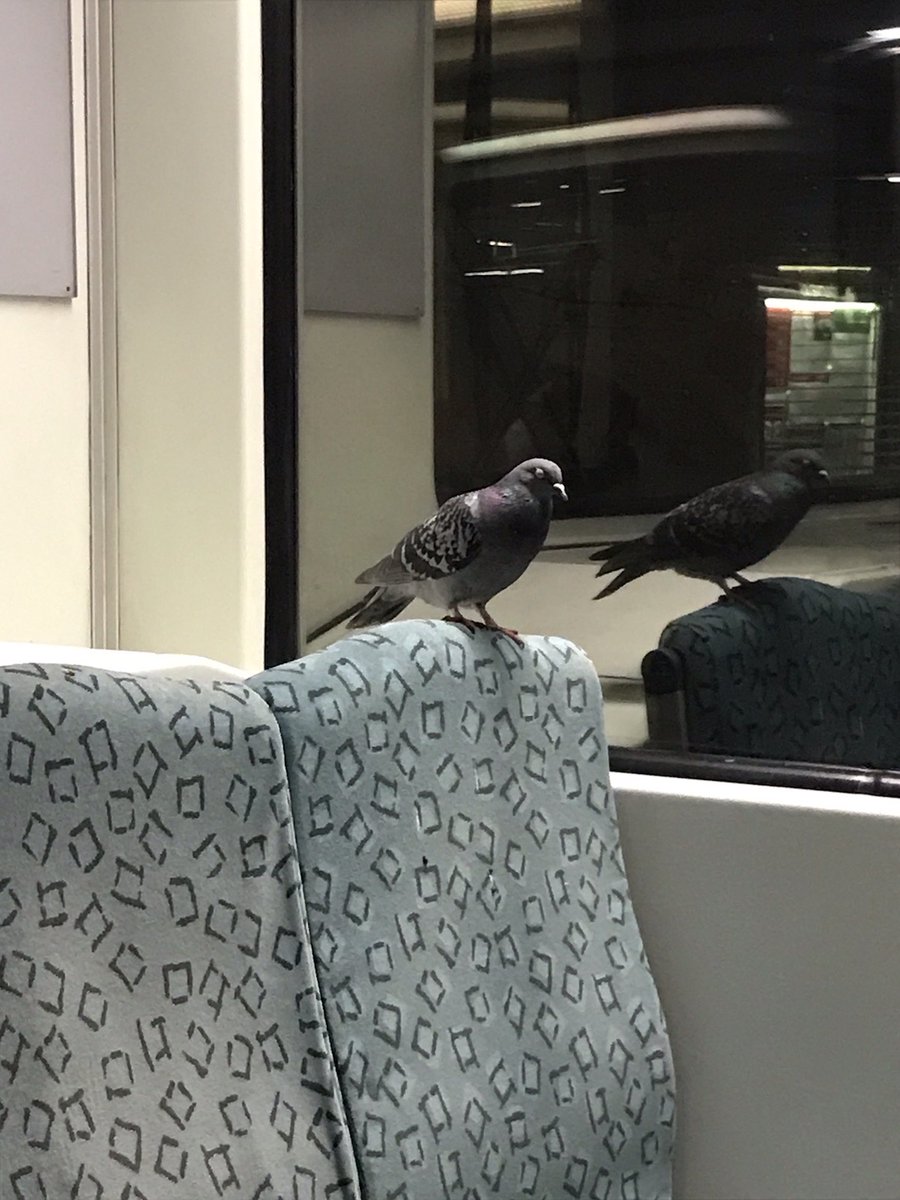 Nico Fiebig tweet media