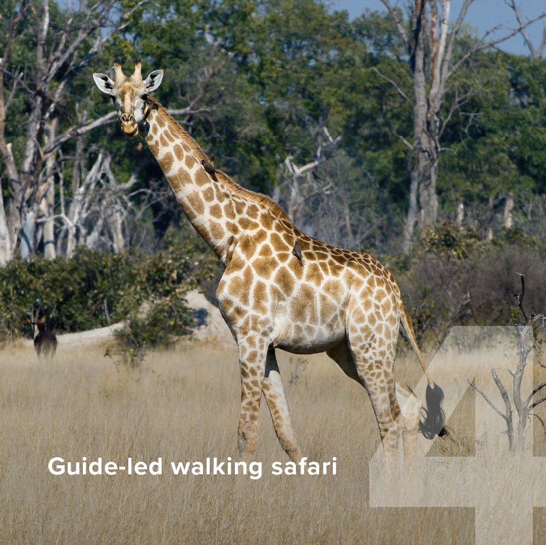 WeAreWilderness's tweet photo. Ahead of its reopening in April, we want to share some exciting adventures you can embark on at #VumburaPlains 🦛 Read more about this sublime camp in #Botswana: https://t.co/EShGN7kMGr
#WildernessSafaris #AfricanWildlife #SafariActivities #AfricanSafari #OkavangoDelta https://t.co/ngtS4xwnGX