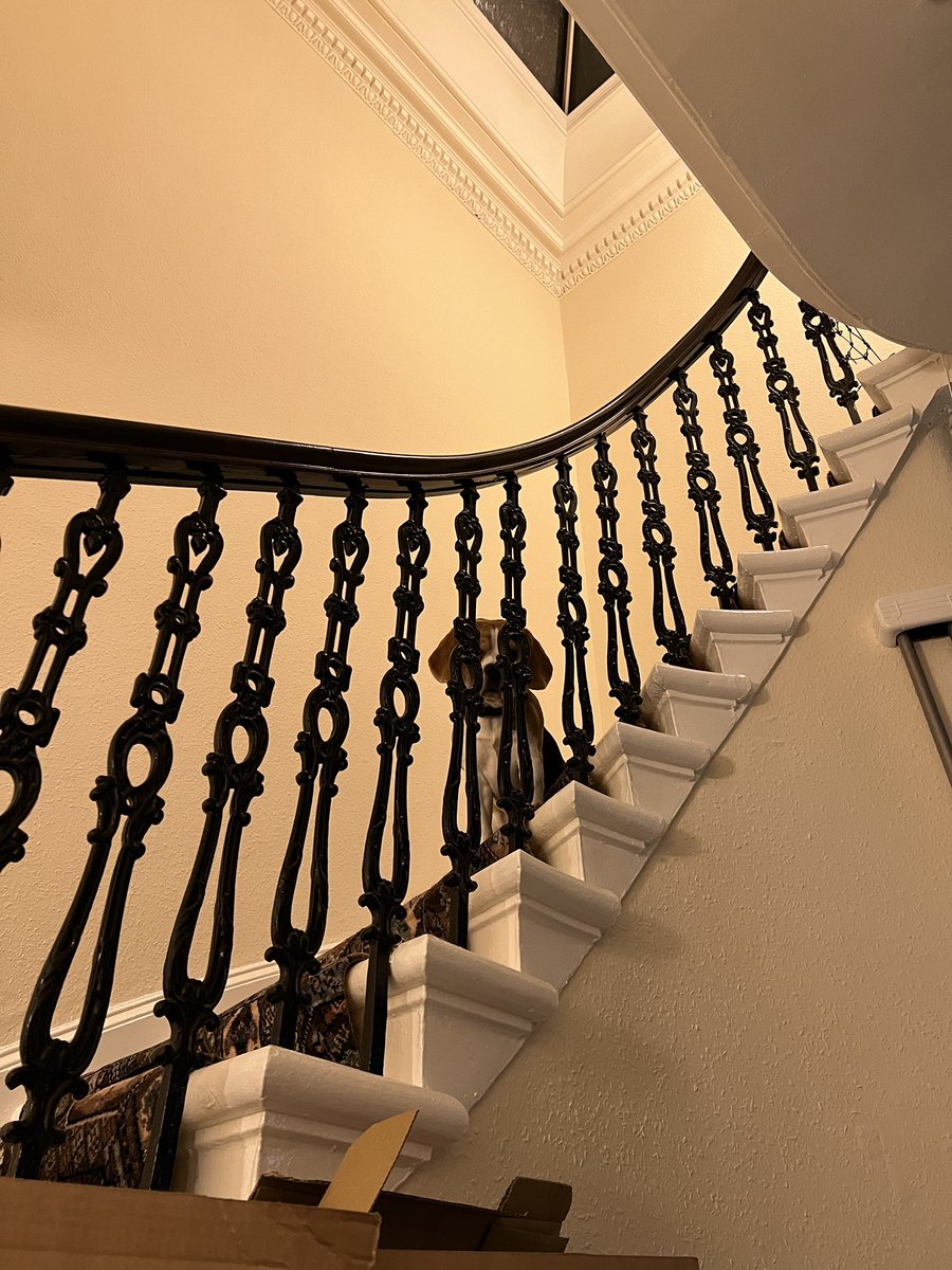 I am four today, and enjoying my new spying spot 🕵️‍♂️