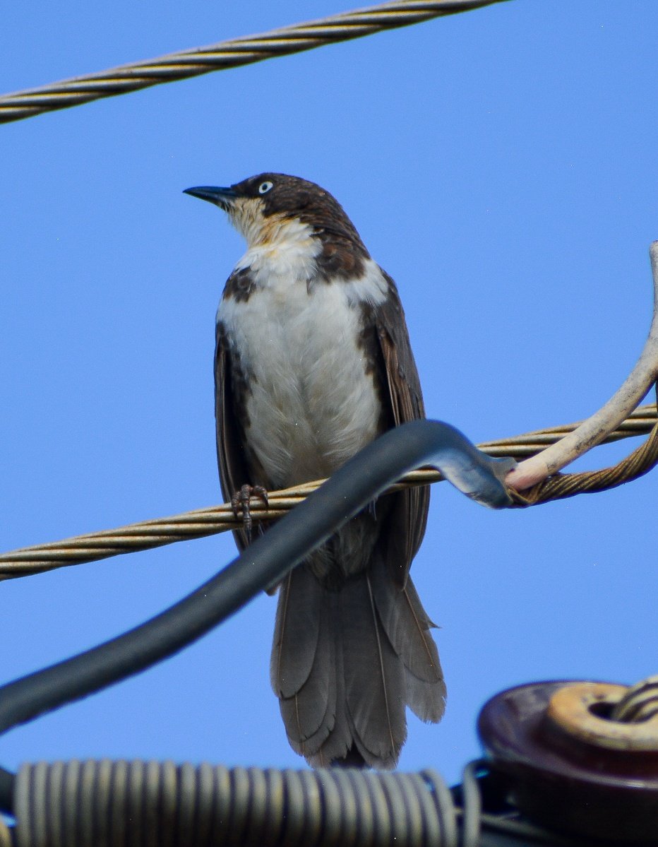 Northern Pied Babbler- Meru Town.
#BirdsSeenIn2022 #birding #birdwatching #birdphotography #nature #TembeaKenya.