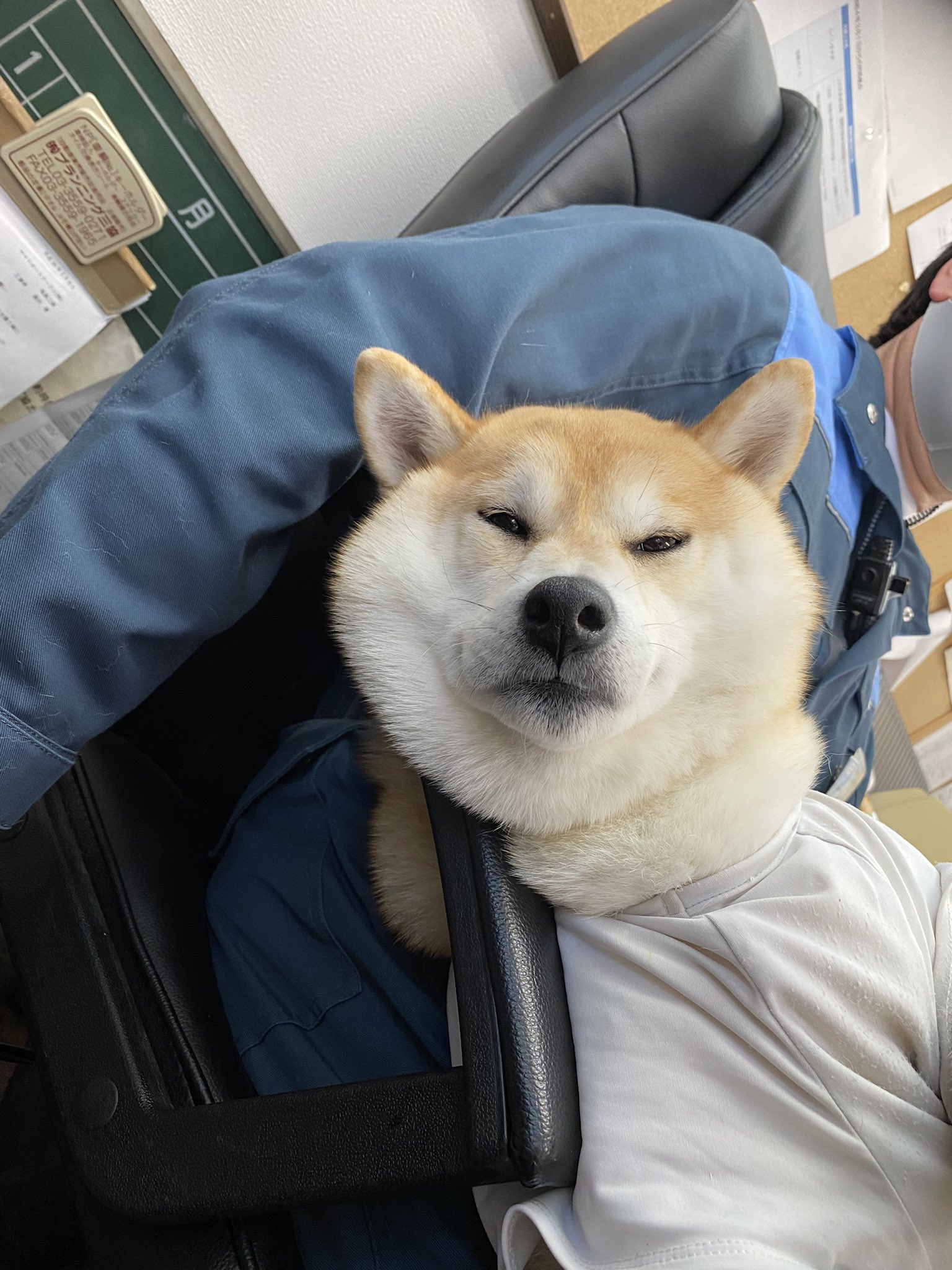 Hachi8 10ten 10tenhachi8 Twitter