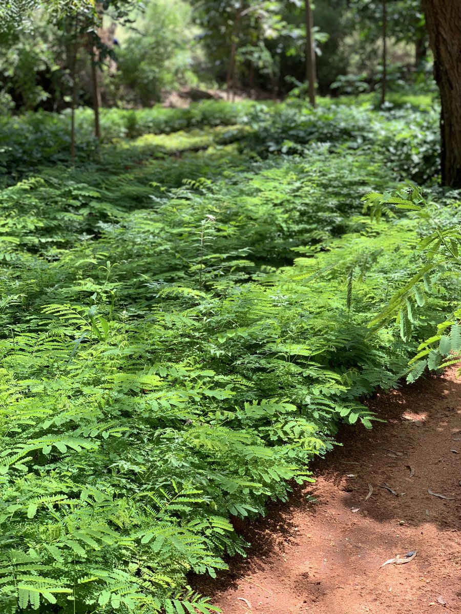 regina_theobald's tweet photo. #dodomayakijani plant one tree and watch your future generations enjoying the coolness of shelter and vitamins C @TFSAgency https://t.co/z5f886IdNP