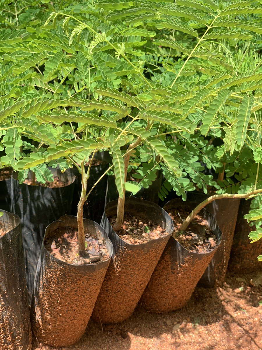 regina_theobald's tweet photo. #dodomayakijani plant one tree and watch your future generations enjoying the coolness of shelter and vitamins C @TFSAgency https://t.co/z5f886IdNP