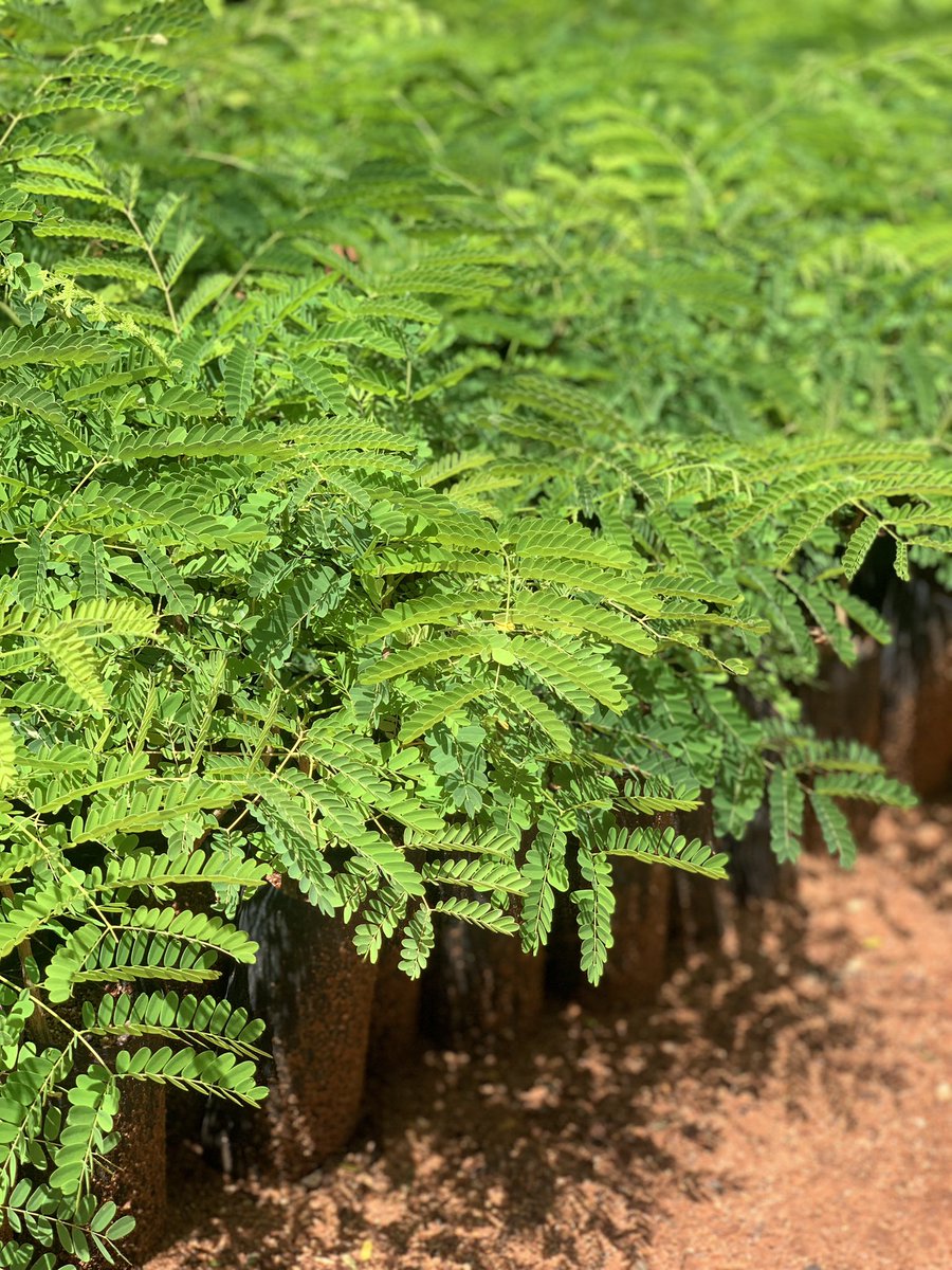 regina_theobald's tweet photo. #dodomayakijani plant one tree and watch your future generations enjoying the coolness of shelter and vitamins C @TFSAgency https://t.co/z5f886IdNP