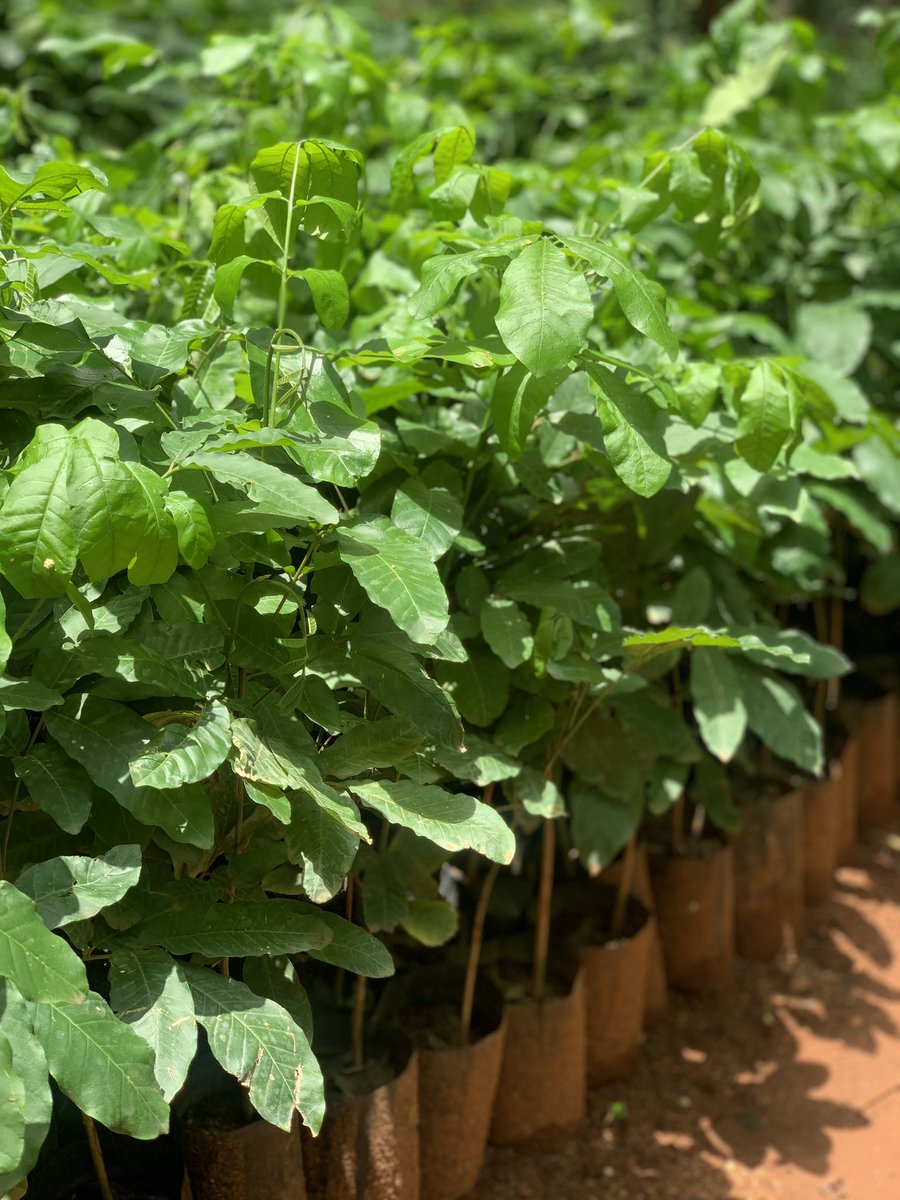 regina_theobald's tweet photo. #dodomayakijani plant one tree and watch your future generations enjoying the coolness of shelter and vitamins C @TFSAgency https://t.co/z5f886IdNP