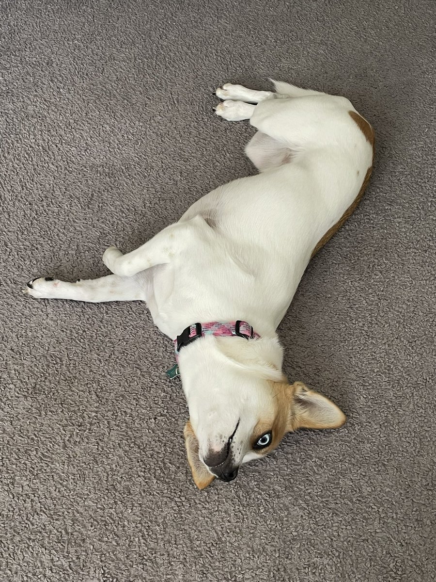 PhantomJukebox_'s tweet photo. Tuesday mood, weekday mood, monthly mood, lifetime mood — everyone pls show us your #pupsofpodcasting / #petsofpodcasting to get us through the week 🥲 #PodNation #PodernFamily https://t.co/HV9upjK3mw