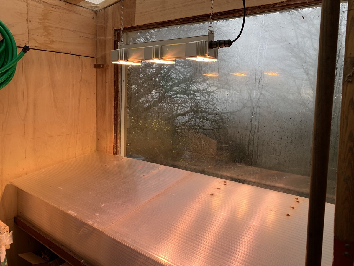 My first tomatoes from seed saved from last year’s crop. In their honour I’ve turned on my new toy: a Sanlight LED grow lamp I got from <a href="/FruitHillFarm/">Fruit Hill Farm</a>. It’s like switching on summer - the quality of the light is incredible! #gardening #growyourown