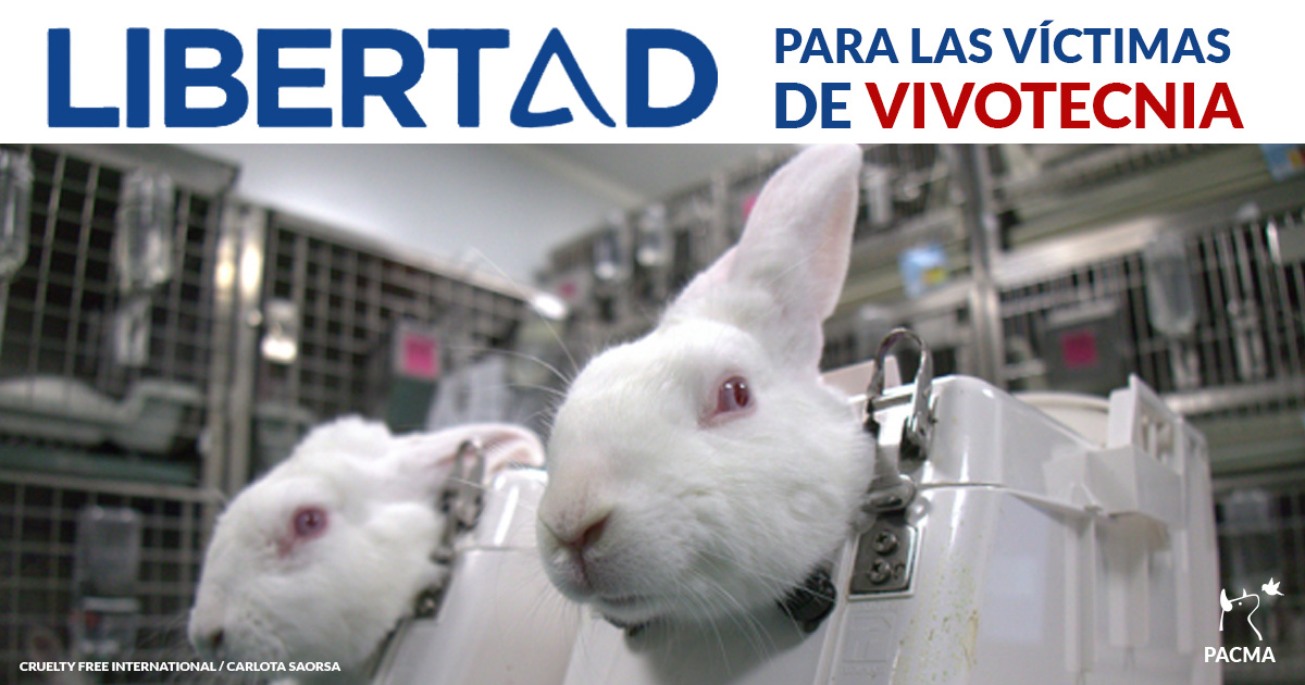 PartidoPACMA's tweet photo. ¿Vivotecnia o libertad, @IdiazAyuso?
Los conejos siguen tras los muros del laboratorio, siendo torturados y maltratados cada segundo de sus trágicas vidas.
¡BASTA! Exigimos libertad para las víctimas de Vivotecnia.
#RescateVivotecnia https://t.co/3FZ0wc2FHV