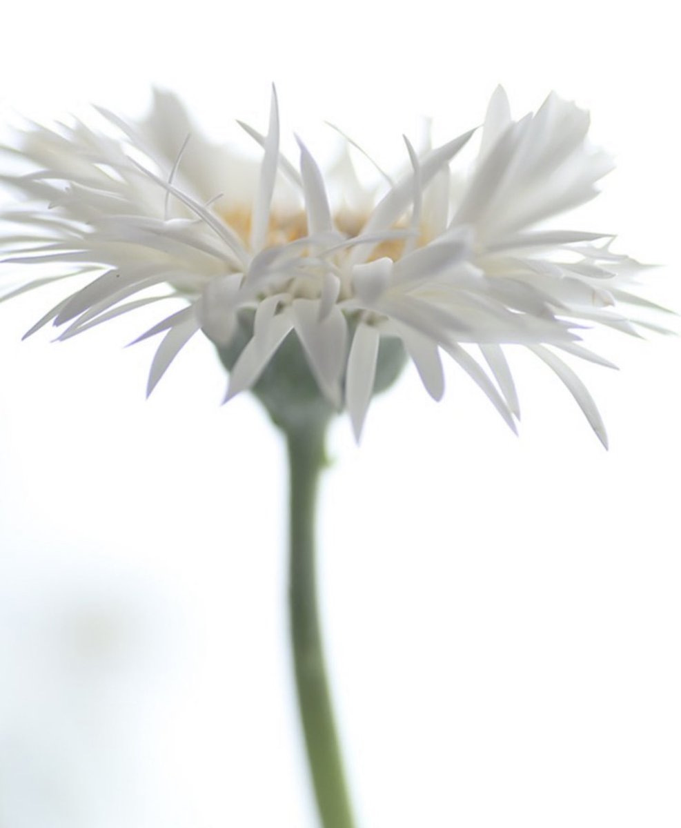 “Sabır, zamanın kaçınılmaz akışıyla korkmadan yüzleşebilmektir. Hayatın günlük rutini içinde ebediyetin parıltılarını hissetmek.”