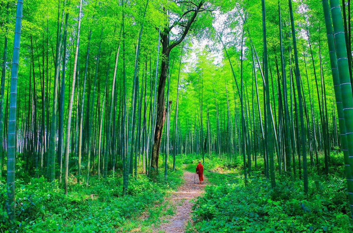 IndiaFrontline's tweet photo. Along the #KhamRiver, 30,000 #bamboo trees to be planted in #Aurangabad
Click here: https://t.co/RVkAwrEGuh https://t.co/TYNunivtjw