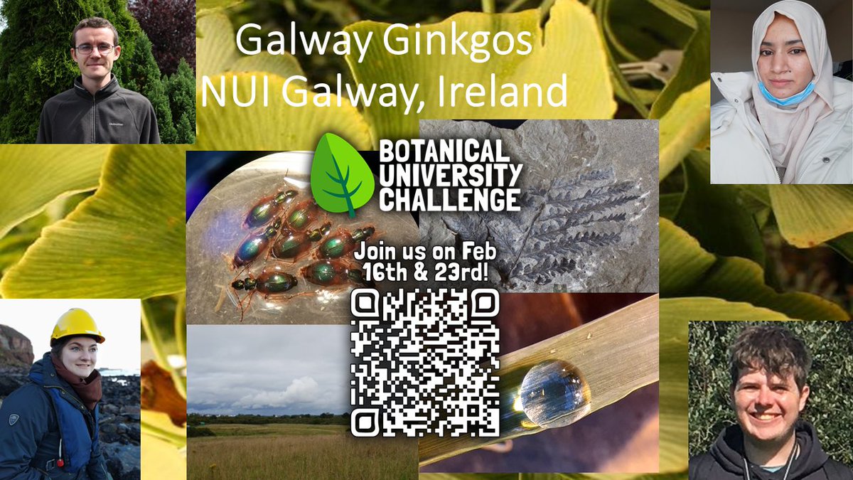 BUCBotany's tweet photo. Welcome 4th team Botanical University Challenge #BUC2022 National University of Ireland Galway @nuigalway @BPSNUIGalway @KarenL_Bacon @IsabellaDonnel1 @BSBI_Ireland @BSBIbotany  @plantmad @PearseCollege @LoScottQUB @drmgoeswild 1/2 https://t.co/Qmykzd22Kd