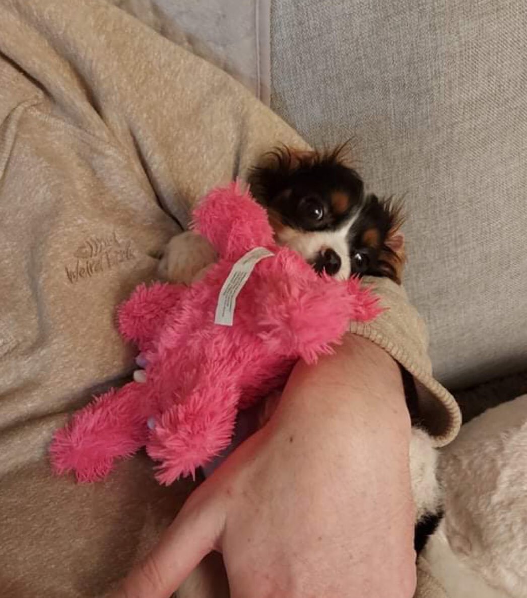 foarctwales's tweet photo. Tiny Hal the Cavalier is off to @TheRalphVetHosp for specialist investigations. He has been handed in by a puppy farmer with suspected liver shunt. At 15 weeks he is so very small. Hopefully their excellent team can help him. Here with foster.
@marcthevet @FOSTERFIRST1 @FOAWales https://t.co/DekvXXOPLU