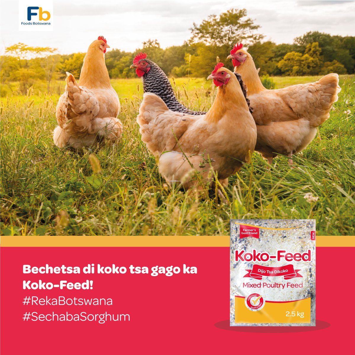 BotswanaFoods's tweet photo. Bechetsa di koko tsa gago ka dijo tse di tletseng dikotla!

#KokoFeed
#RekaBotswana https://t.co/IGiyQbm6TS
