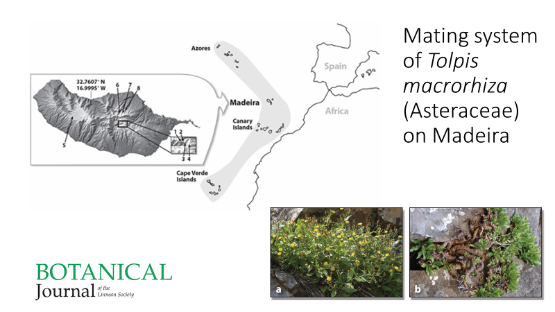 BotJLinnSoc's tweet photo. Evidence for spatial and temporal variation in mating system of #Tolpis macrorhiza (#Asteraceae), a species endemic to #Madeira.
Crawford, Menezes De Sequeira, Mort, Kerbs, Kelly
#Islands #IslandPlants #Macaronesia #MatingSystem #OceanicIslands #Compositae
https://t.co/s2N1tKfF02 https://t.co/IUGn3HSBtv