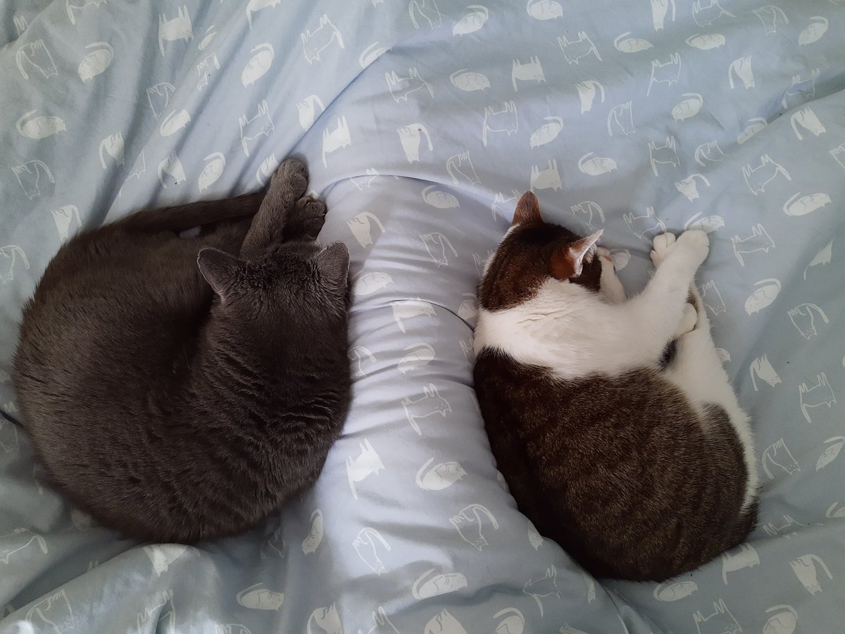 IvanandFelix's tweet photo. You. Shall not. Go to. Work. 🐾

#CatsOfTwitter #tuesdayvibe https://t.co/maQthmhKOz