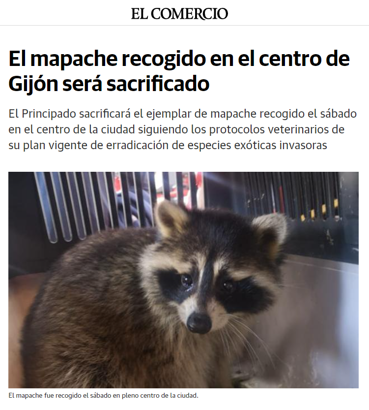 El sábado apareció un mapache en Gijón, probablemente una víctima más del mascotismo y abandono. ¡Lo van a matar!
Vamos a solicitar reunión con <a href="/GobAsturias/">Principado de Asturias</a> para pedir una gestión ética, pero este mapache necesita urgentemente un centro que lo acoja.
🙏🔃

elcomercio.es/gijon/mapache-…