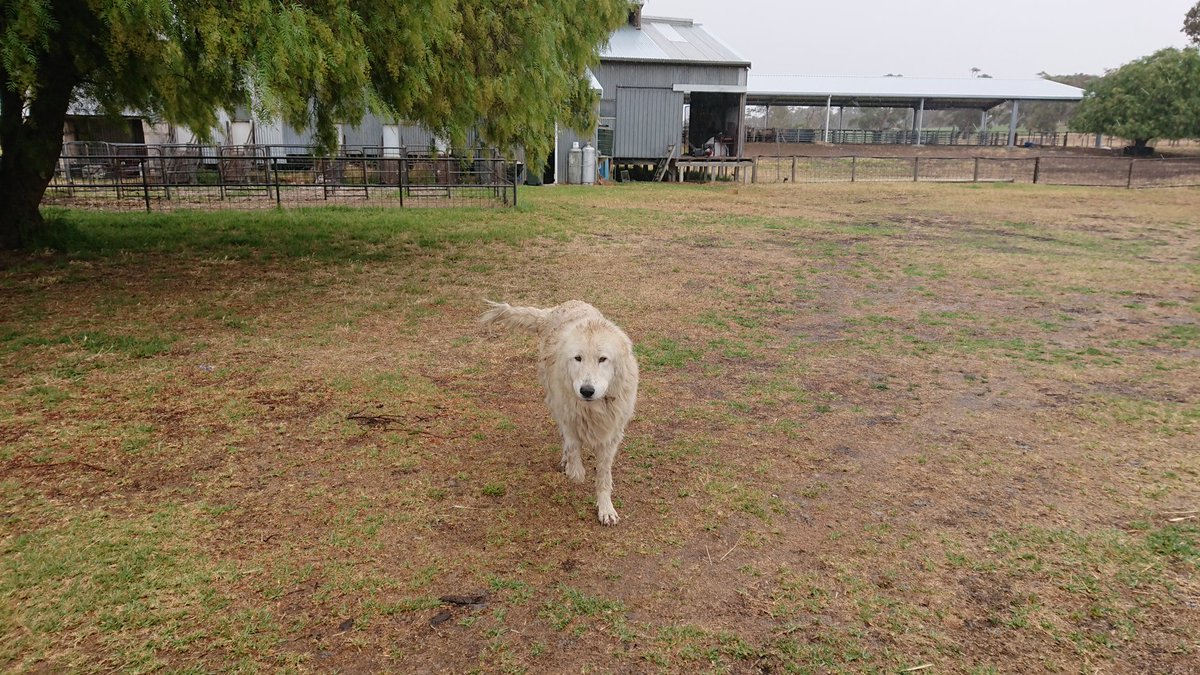 JanelleHockEd's tweet photo. @Warwick_Long Don't forget our Maremma guardian dogs https://t.co/cSfnVRf5OW