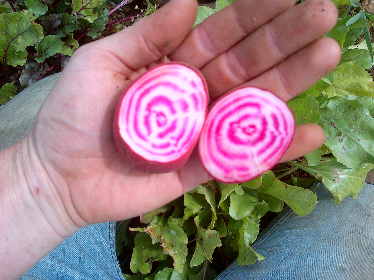 Roast it, boil it, grate it, pickle it, juice it... LOVE IT! Beloved beetroot at @hartleyfarm <a href="/JoinFurrow/">Furrow</a> joinfurrow.com/products/grown…