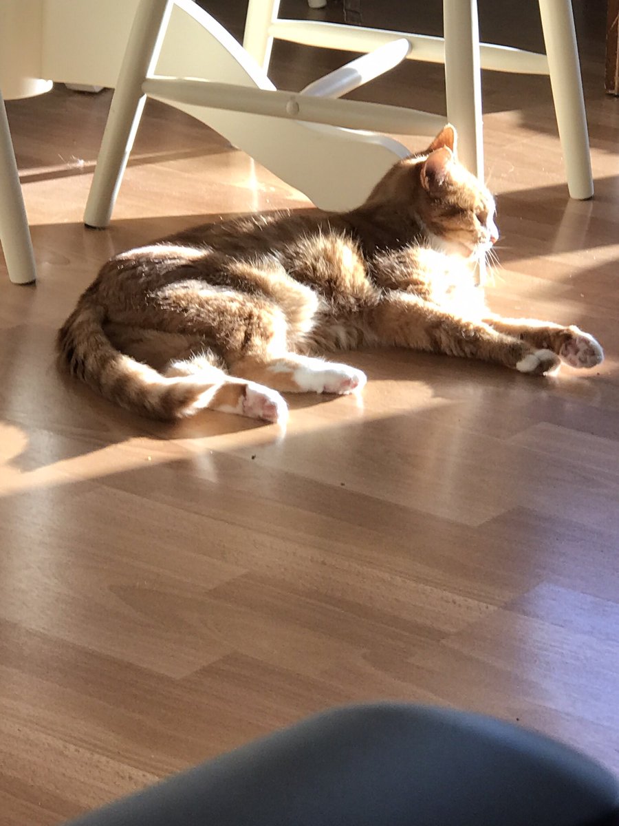 starbuckssue's tweet photo. Good morning pals, it’s a beautiful sunny day. Mum says things are nearly ready for us to go outside, she just has some rockery stones to make safe, so I’m having a sunny MEOW #Hedgewatch in the dining room. ☀️🌳
Have a wonderful day all, sending love and hugs.
Phoebe 🧡 https://t.co/yrNxzRbUm7
