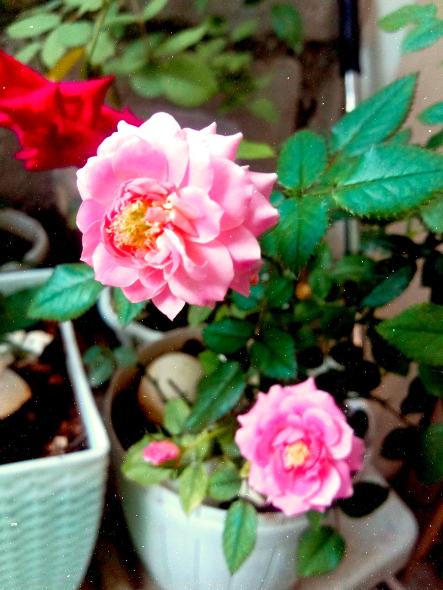 verna0420's tweet photo. Dear Superwoman,
Remember that a rose does not stop looking beautiful, because of the thorns around it. So, never allow weaknesses to stop you from admiring your own strengths.

#Pink https://t.co/T91TCyJ278