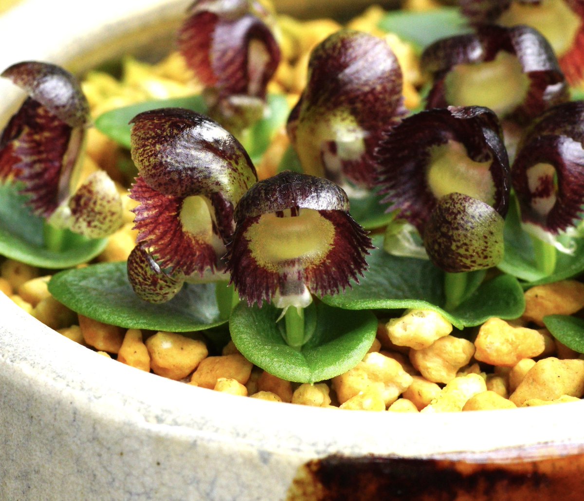 コリバスが揃って咲いてます！思わず話しかけたくなる可愛さ。今年は