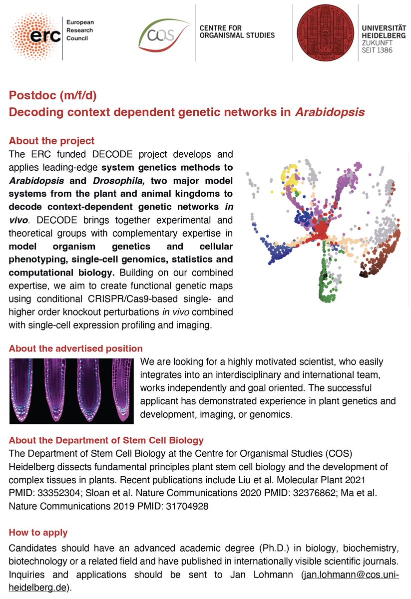 Opening for an ERC funded postdoc position to decode context dependent genetic networks in Arabidopsis. You have experience in plant genetics and development, imaging, or genomics? Apply! 
Fantastic collaboration with @Boutroslab @OliverStegle and @wolfgangkhuber
PLZ RT