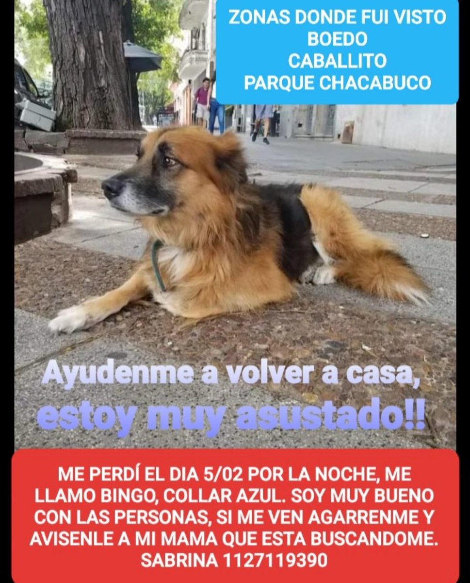 serendipity_ga's tweet photo. Buenos días, me ayudan a difundir? Se perdió el 5/2. Estaría x Caballito, Chacabuco, Boedo... Gracias!! https://t.co/kogqqU1qa3