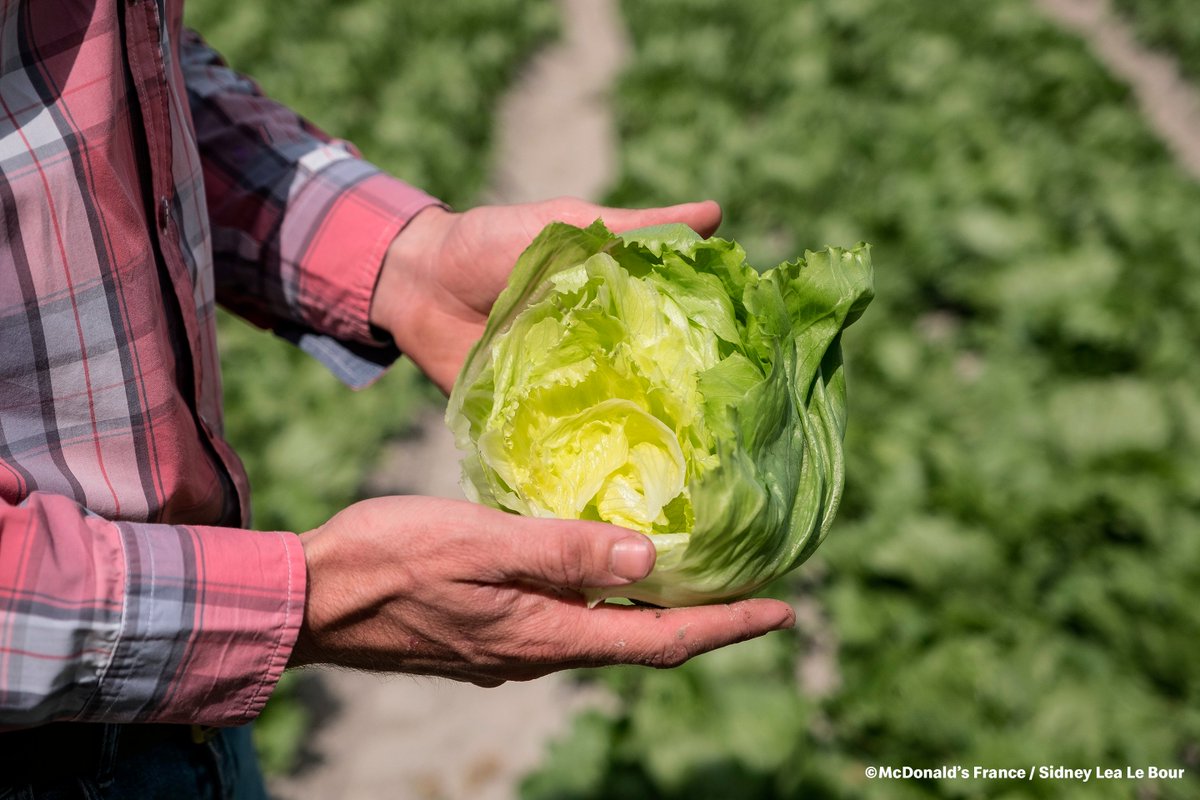 McDoFr_Newsroom's tweet photo. Chez McDo 🇫🇷 105 exploitations françaises contribuent à fournir la #salade proposée toute l’année dans nos #burgers et salades 🥬
https://t.co/y4ohbbkewe https://t.co/D8dee5VxKa