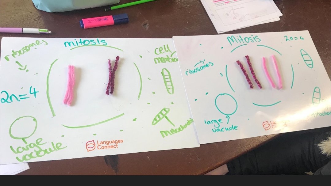 BeckyConlon's tweet photo. Senior cycle Biology students exploring the difference between Haploid and Diploid Cells and the process of Mitosis @Stjosephscommc1 #activelearning #activemethodologies @EdChatIE @PDSTSciences https://t.co/G8KMH33qFo