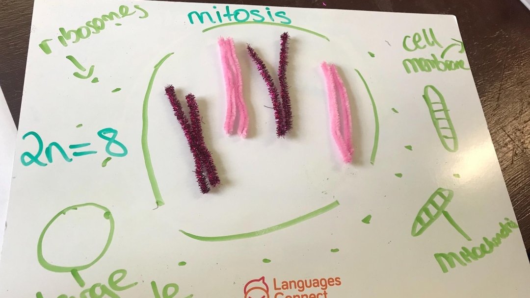 BeckyConlon's tweet photo. Senior cycle Biology students exploring the difference between Haploid and Diploid Cells and the process of Mitosis @Stjosephscommc1 #activelearning #activemethodologies @EdChatIE @PDSTSciences https://t.co/G8KMH33qFo