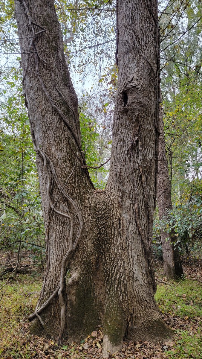 catvet94's tweet photo. #thicktrunktuesday
#congareenp
@mathilebrandts @keeper_of_books https://t.co/ZhUI96Z3wl
