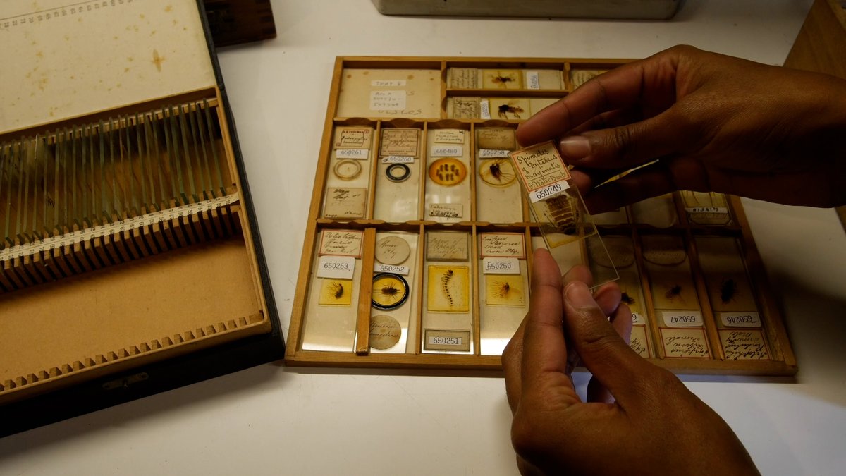 FACT_Liverpool's tweet photo. OUT NOW! ✨ How can we thrive beyond the constraints of institutional collecting practices? 🏛️

Filmmaker and anthropologist, Hope Strickland, presents I'll be back!, a film exploring Black metamorphosis through time. #FACTtogether

▶️ https://t.co/VuwTvOA86H https://t.co/4areQ6YUj1
