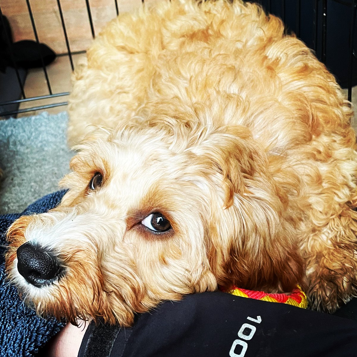 WoofPlay's tweet photo. Puppy cuddles = perks of the job! 🐶 #puppycuddles #cavapoopuppy #walkies #woofplay #woofplaywirral #wirraldogs #dogswirral #wirraldogwalks #dogwalkerwirral #wirraldogwalker #wirraldogservices https://t.co/os7owtCf7y